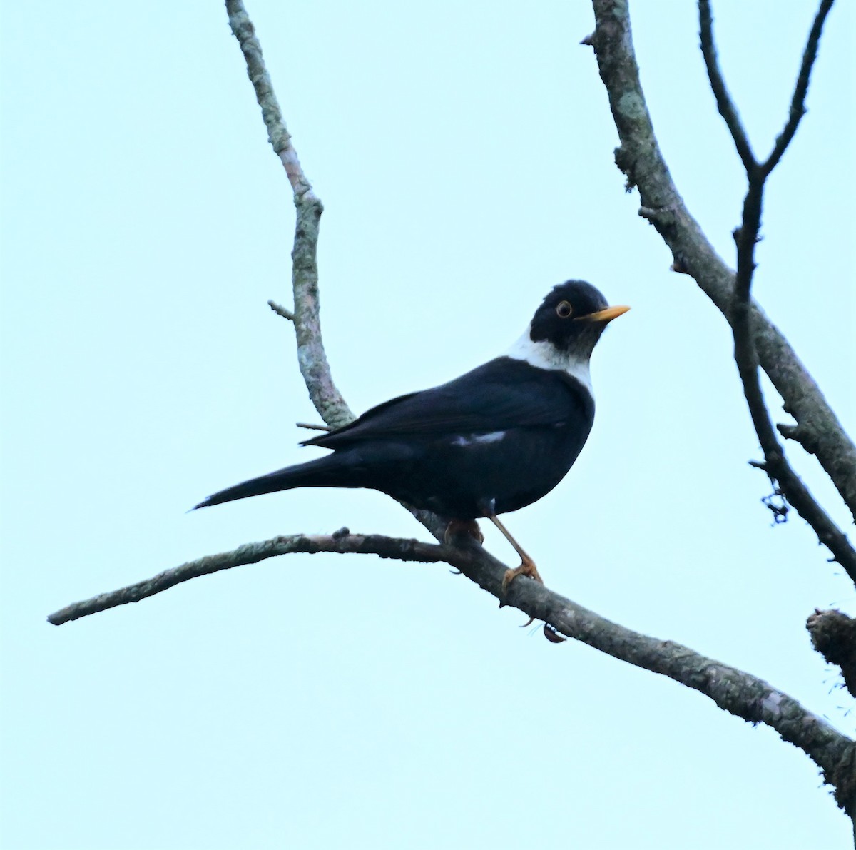 White-collared Blackbird - ML584954791