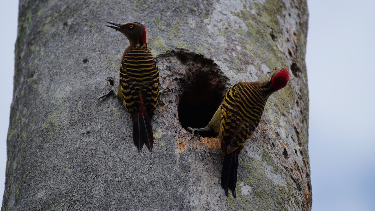 Hispaniolan Woodpecker - ML584955751