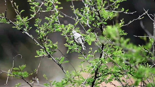 Lucy's Warbler - ML584956781
