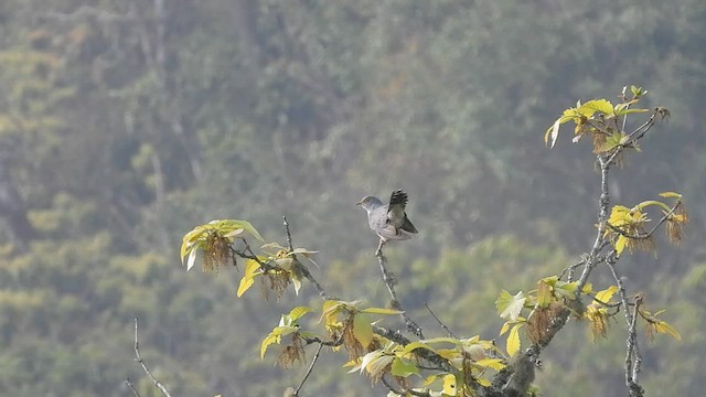 Common Cuckoo - ML584957091
