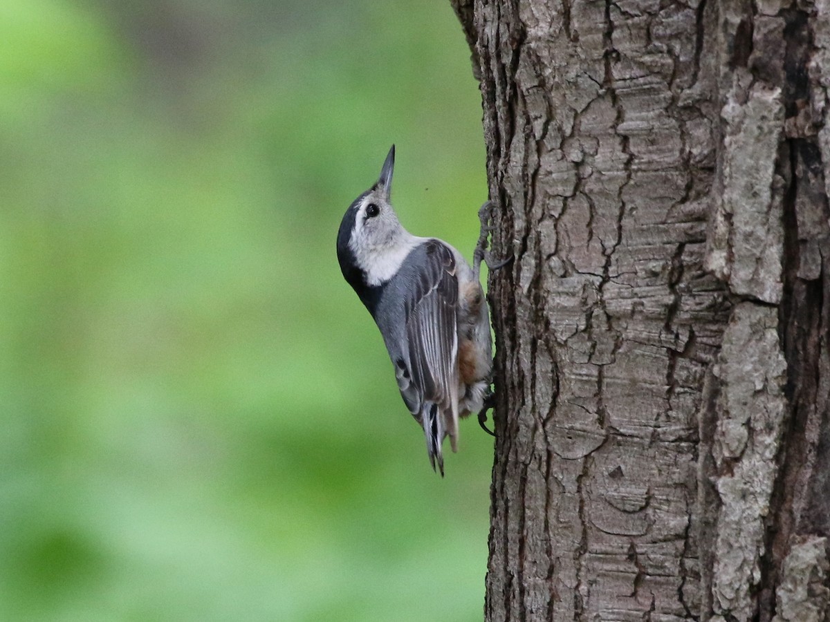 White-breasted Nuthatch - ML584962771