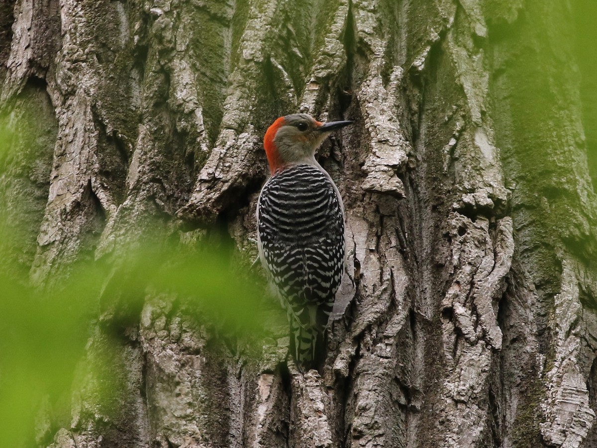 Red-bellied Woodpecker - ML584963441