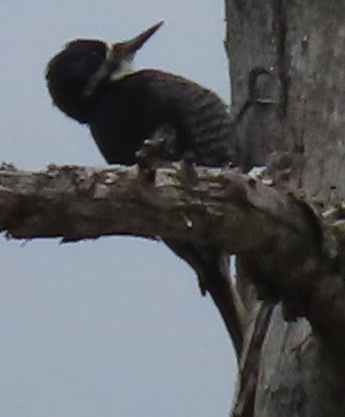 Black-backed Woodpecker - ML584965011