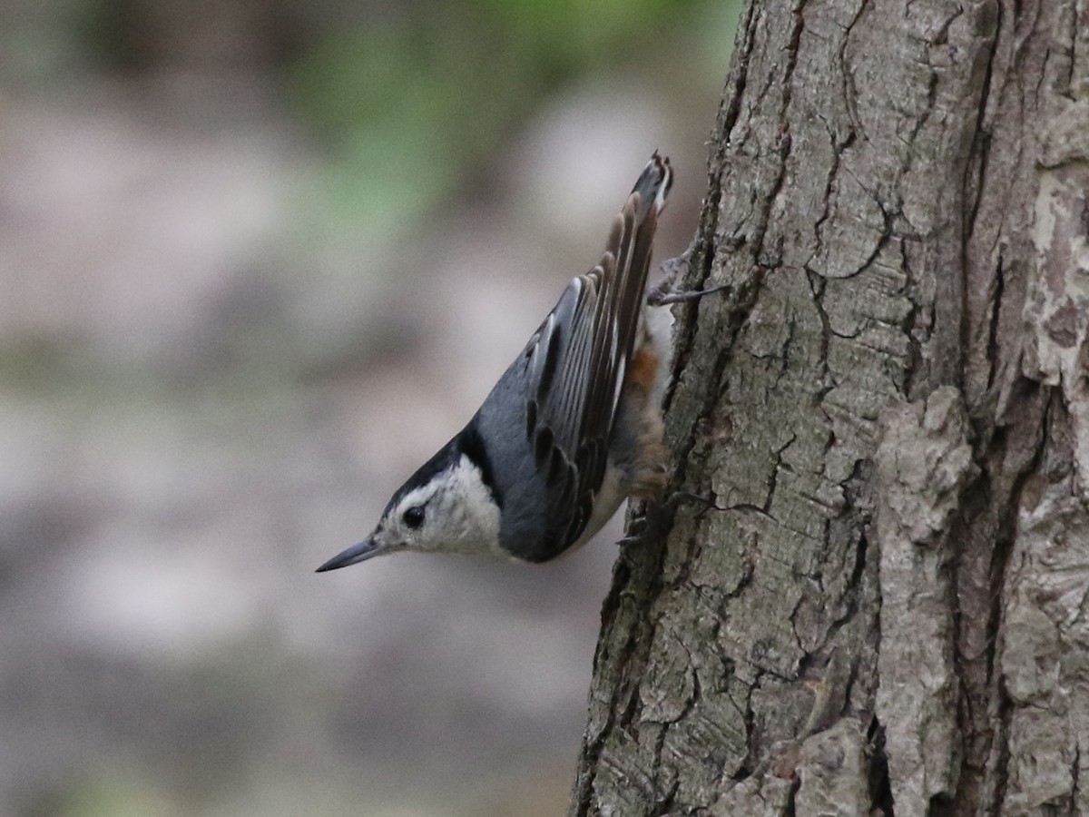 White-breasted Nuthatch - ML584965211