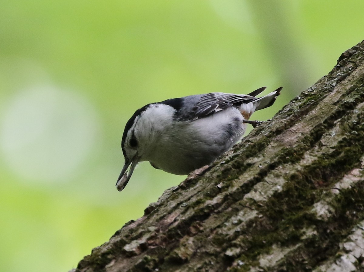 White-breasted Nuthatch - ML584965221