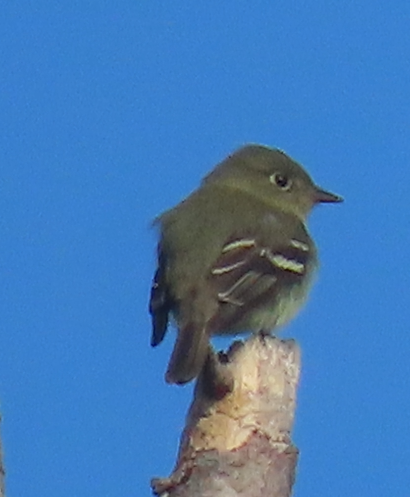 Yellow-bellied Flycatcher - Maia Ginsburg