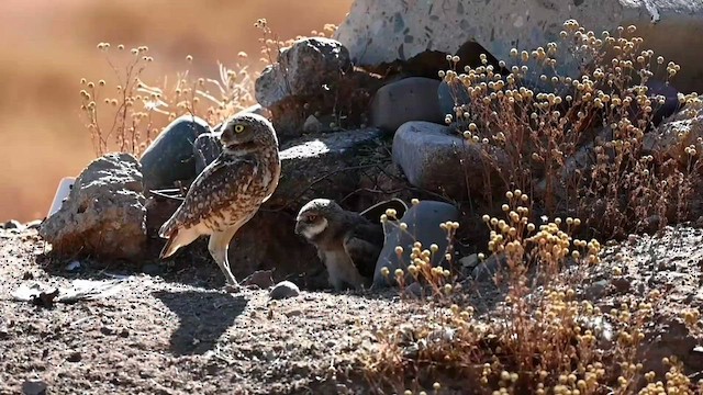 Burrowing Owl (Western) - ML584967031