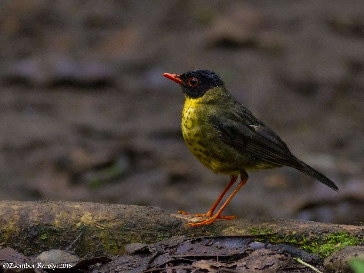 Yellow-throated Nightingale-Thrush - ML584971611