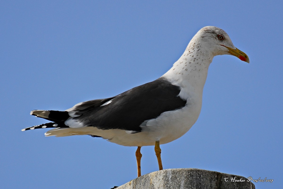 Lesser Black-backed Gull - Carl  Hawker