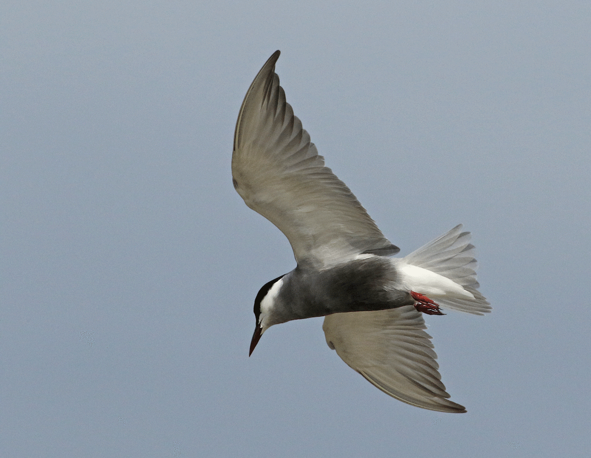 Whiskered Tern - Dave Bakewell