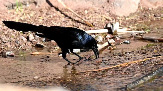 Great-tailed Grackle - ML584983911