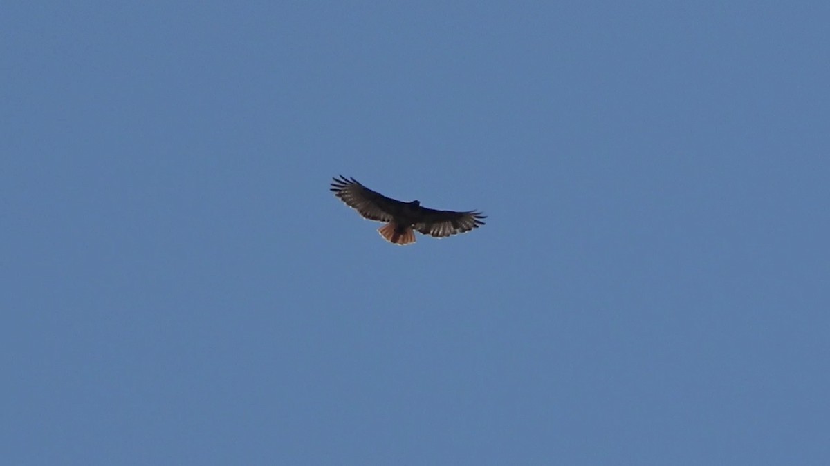 Red-tailed Hawk - ML584993591