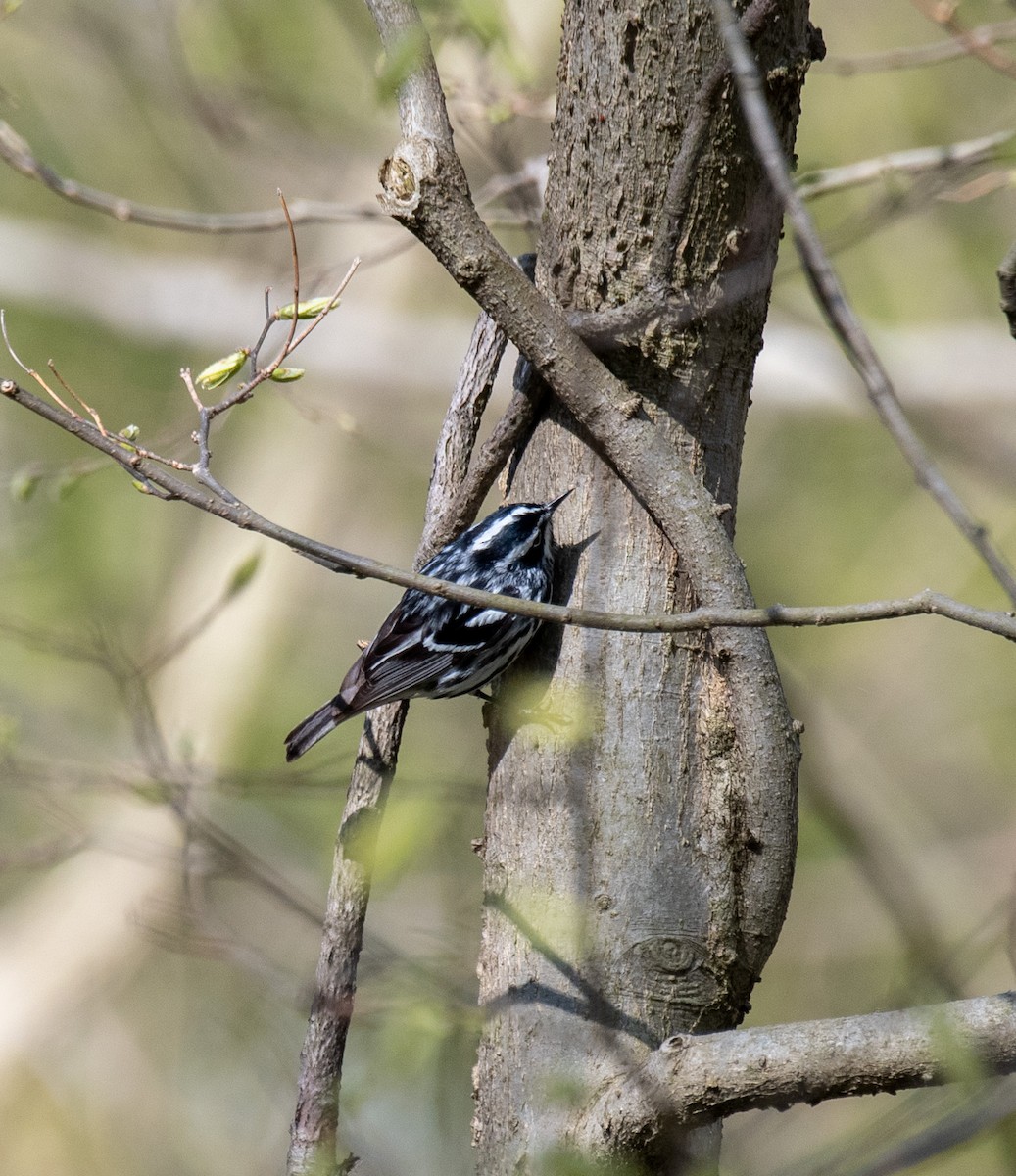 Black-and-white Warbler - ML584994751