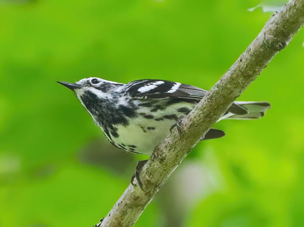 Black-and-white Warbler - ML584995051