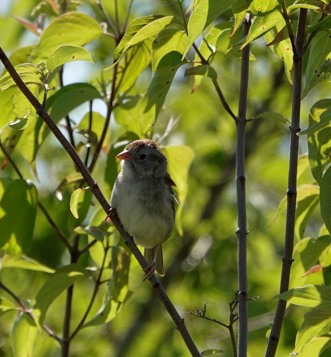 Field Sparrow - ML584997901