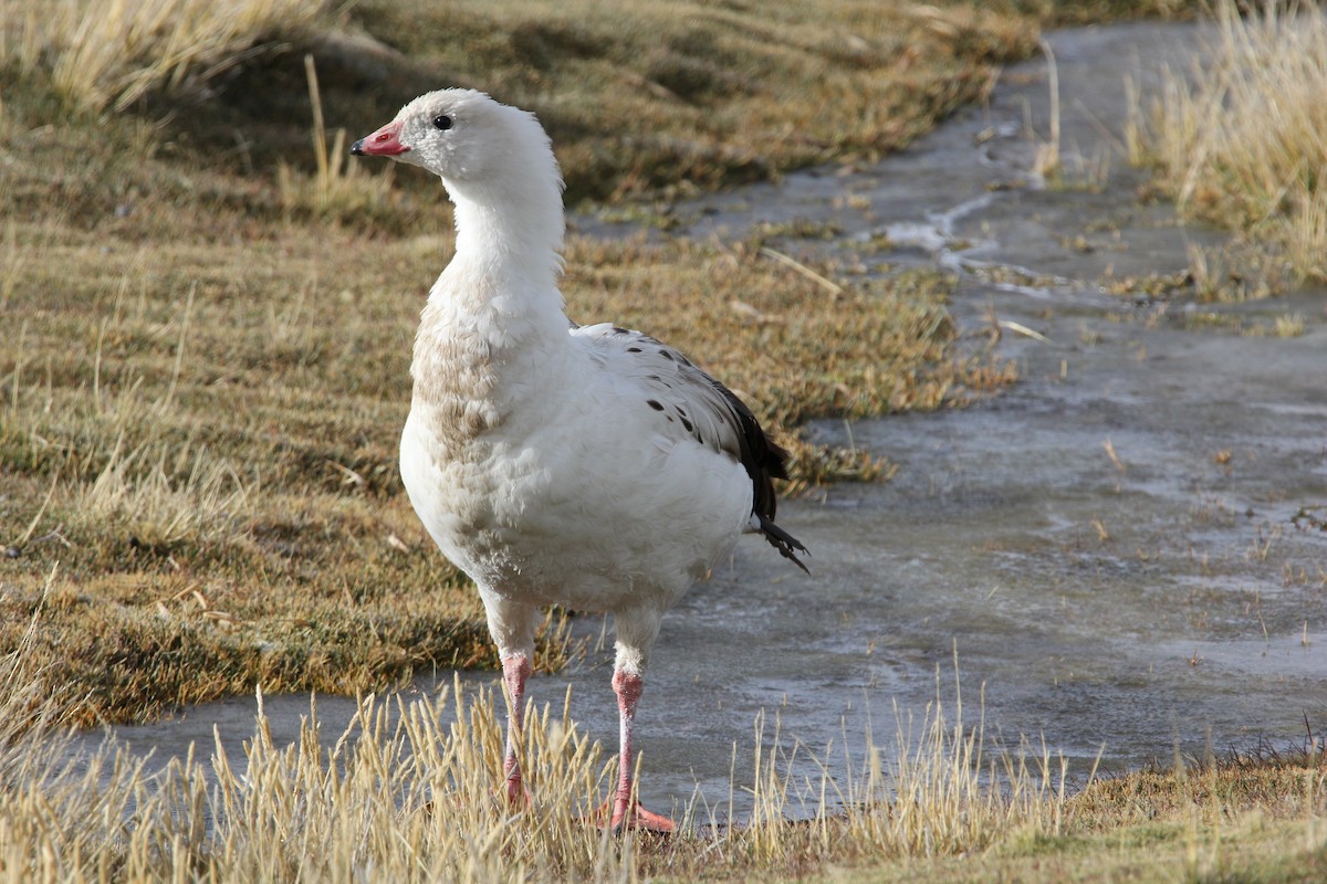 Andean Goose - ML58499951