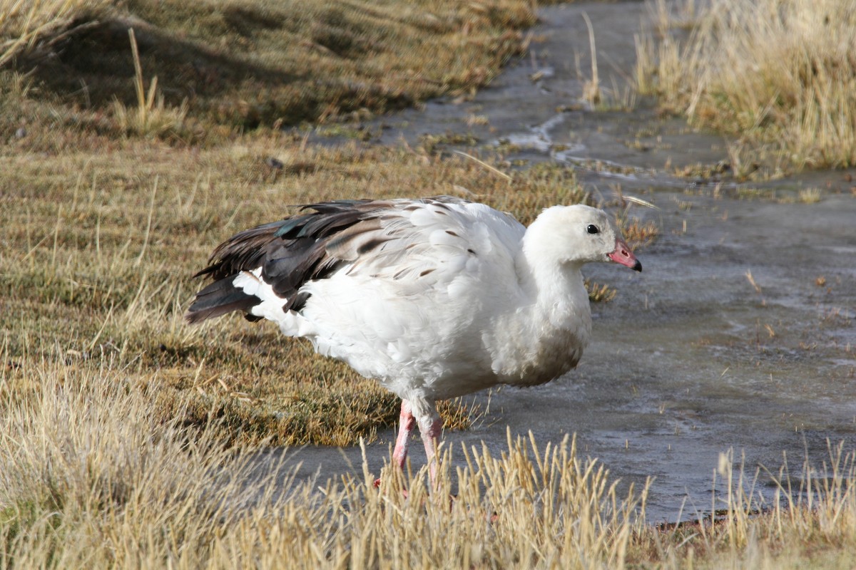 Andean Goose - ML58499961