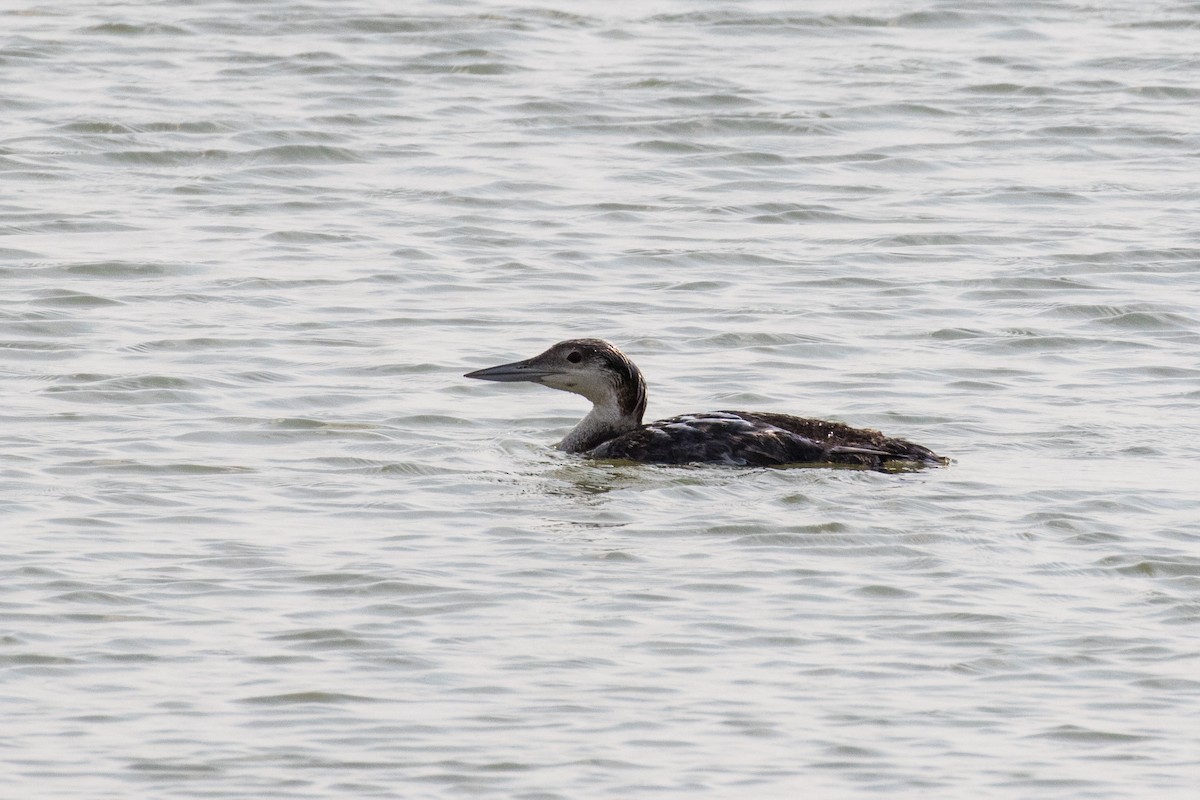 texas-ebird-checklist-15-jun-2023-texas-city-dike-utc-074-24