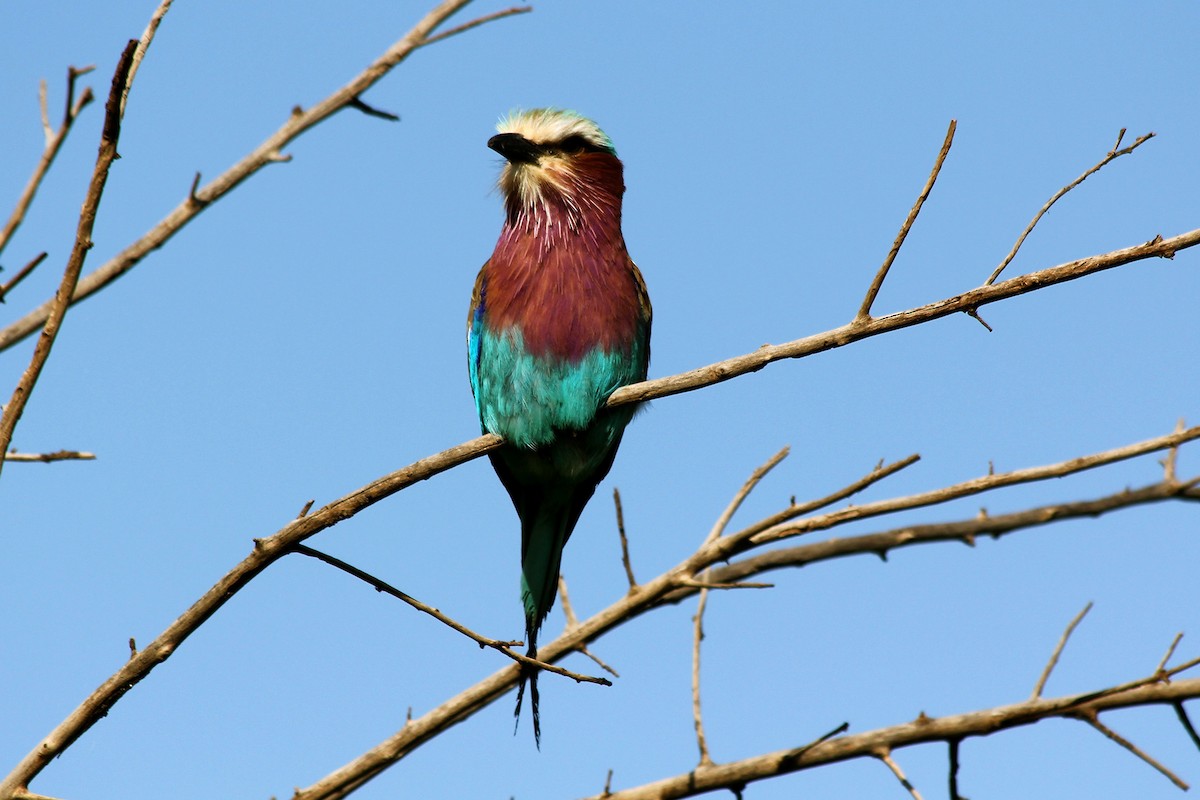 Lilac-breasted Roller - Janelle Morano