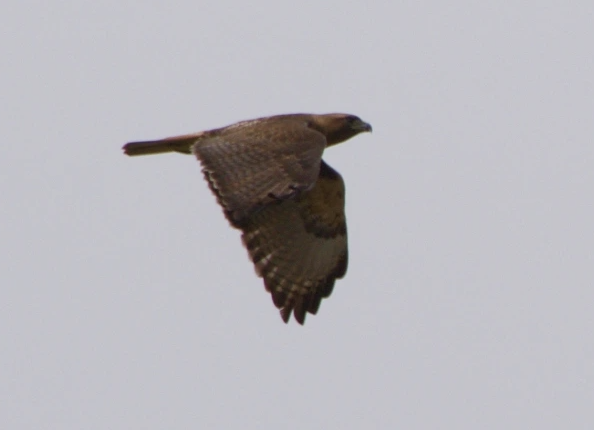 Red-tailed Hawk - ML585002471