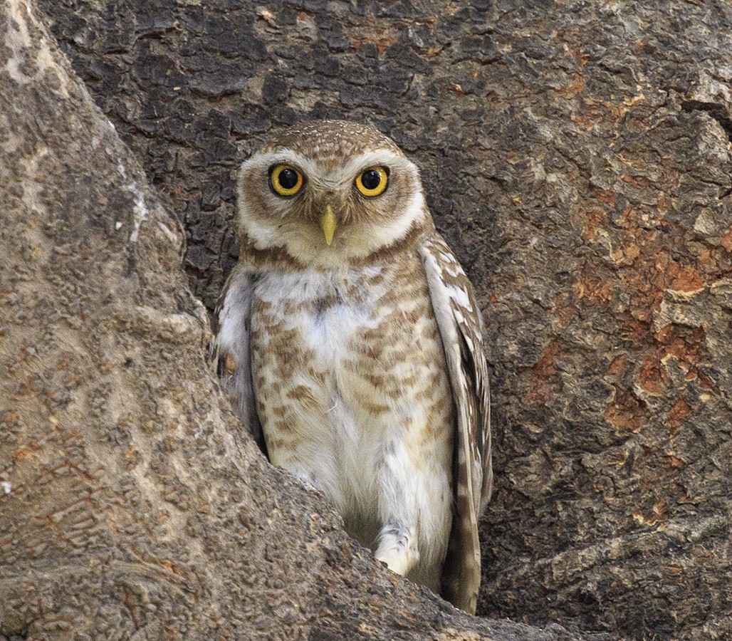 Spotted Owlet - Suresh Sharma