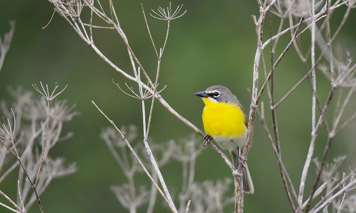 Yellow-breasted Chat - ML585009971