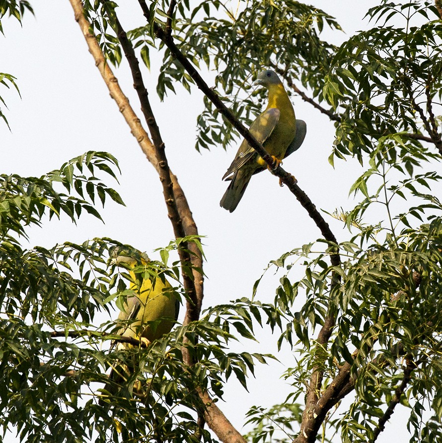 Yellow-footed Green-Pigeon - Suresh Sharma