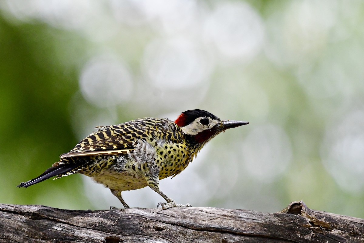 Green-barred Woodpecker - ML585010881