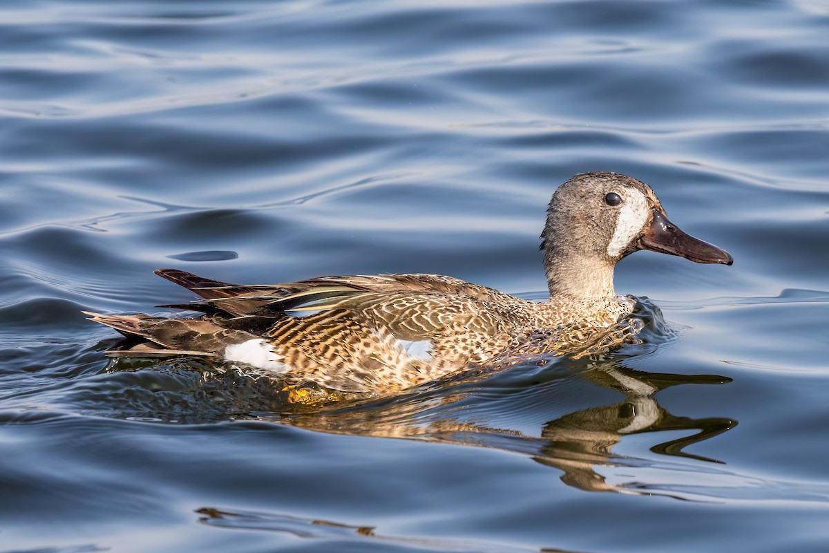 Blue-winged Teal - ML585011931