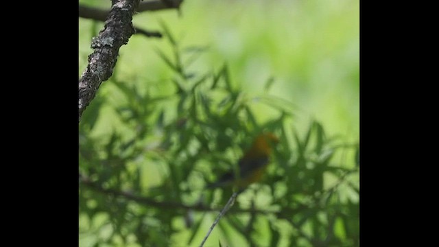 Prothonotary Warbler - ML585014861