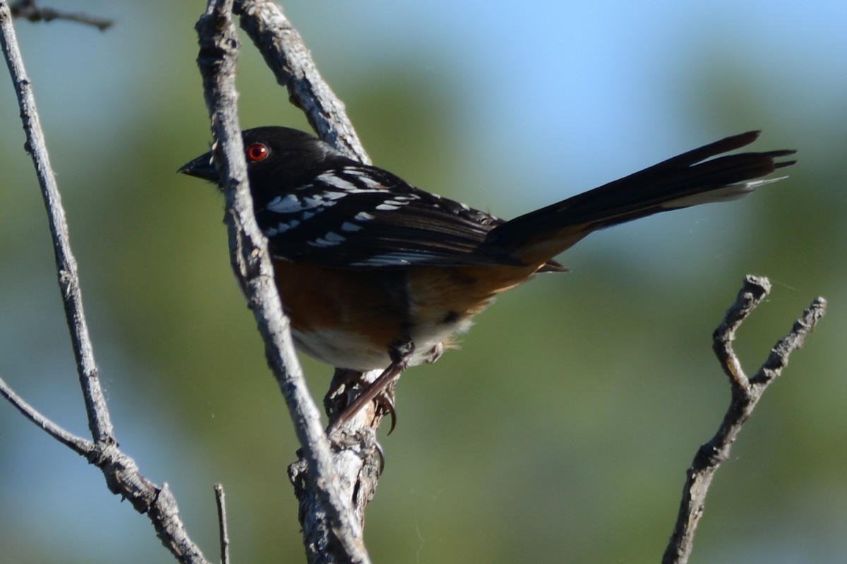 Spotted Towhee - ML585015661