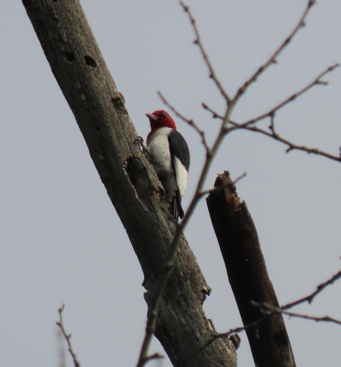 Red-headed Woodpecker - ML585015981