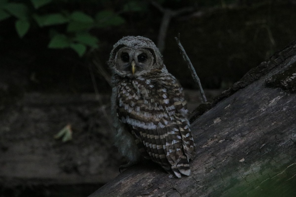 Barred Owl - ML585018601