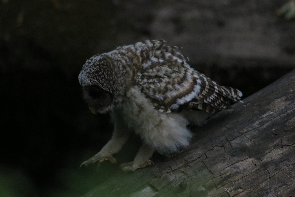 Barred Owl - ML585018701