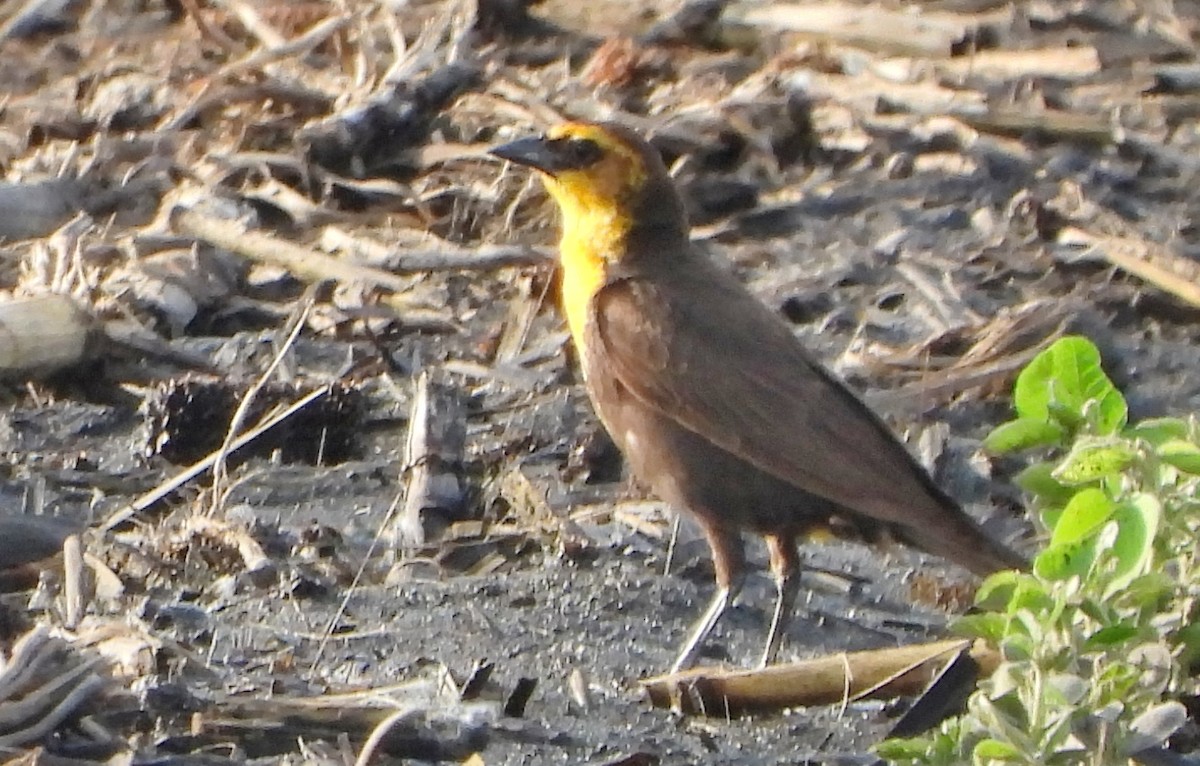 Yellow-headed Blackbird - ML585019851