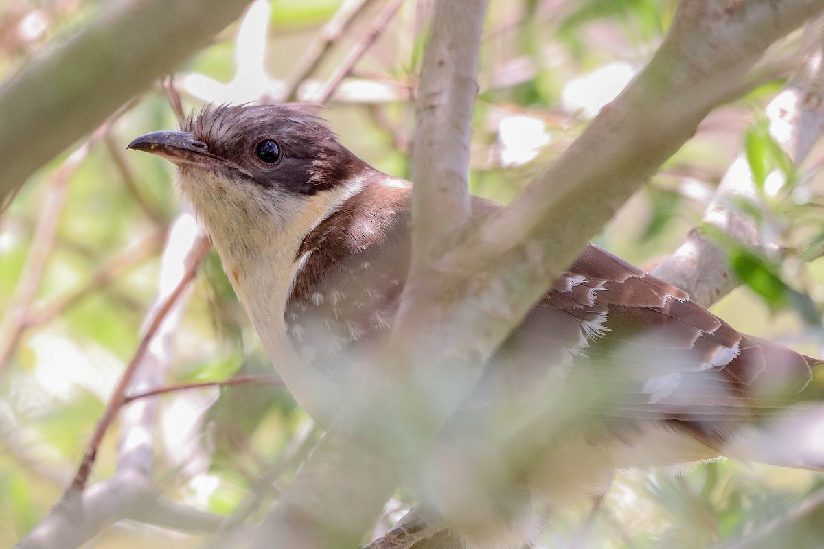 Great Spotted Cuckoo - ML585021461