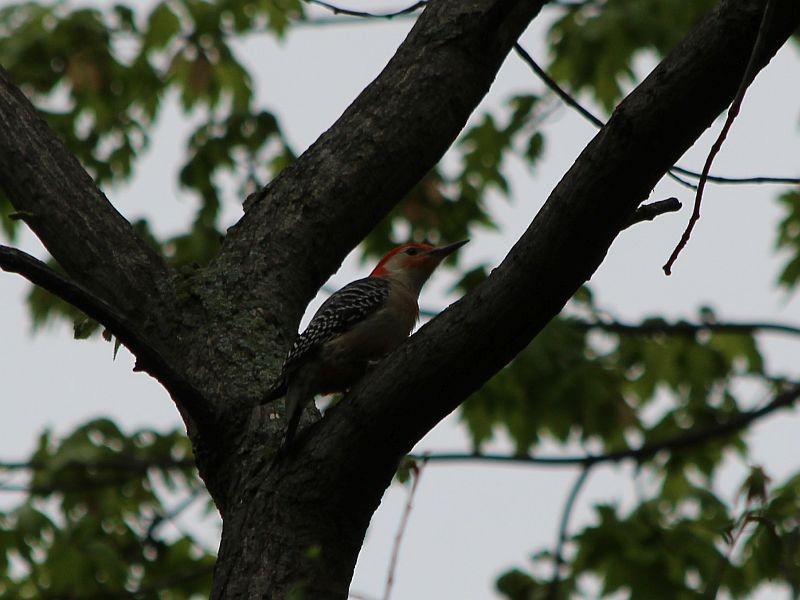 Red-bellied Woodpecker - ML58503121