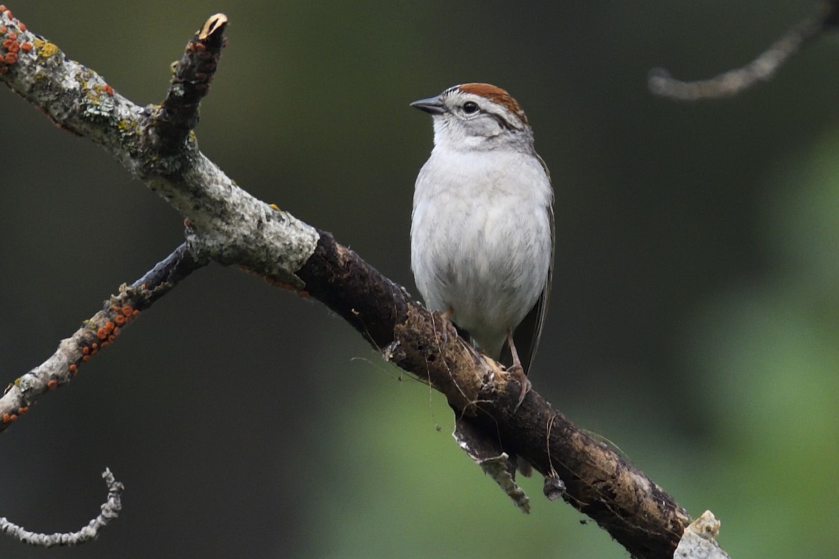 Chipping Sparrow - ML585033251