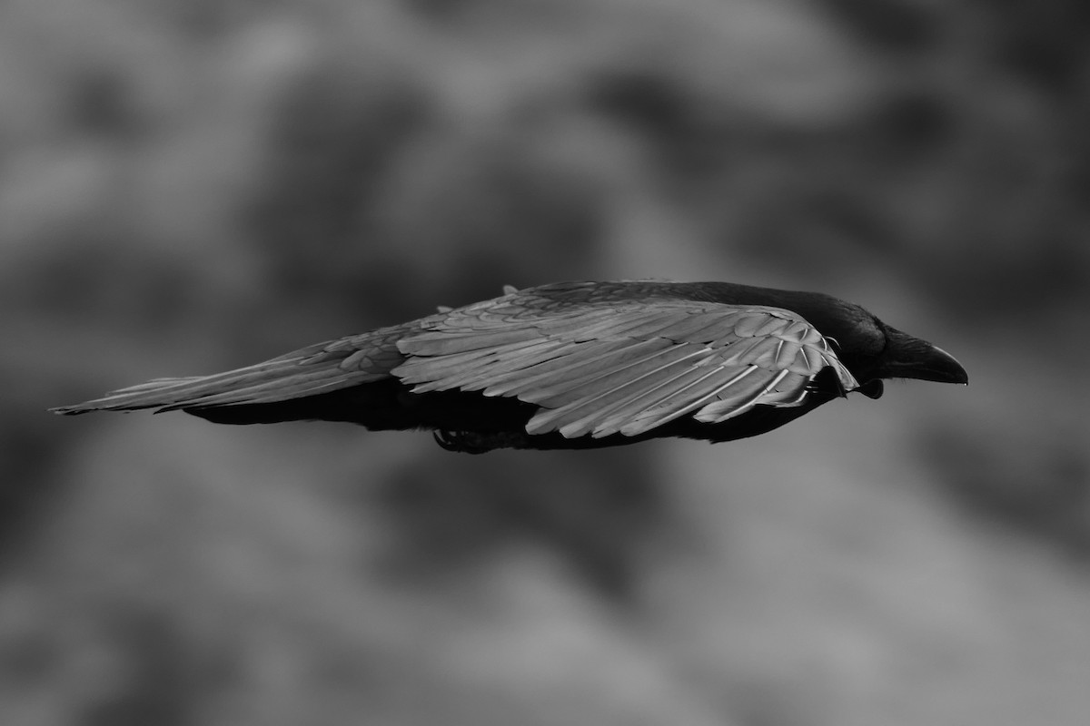 Common Raven - ML58503621