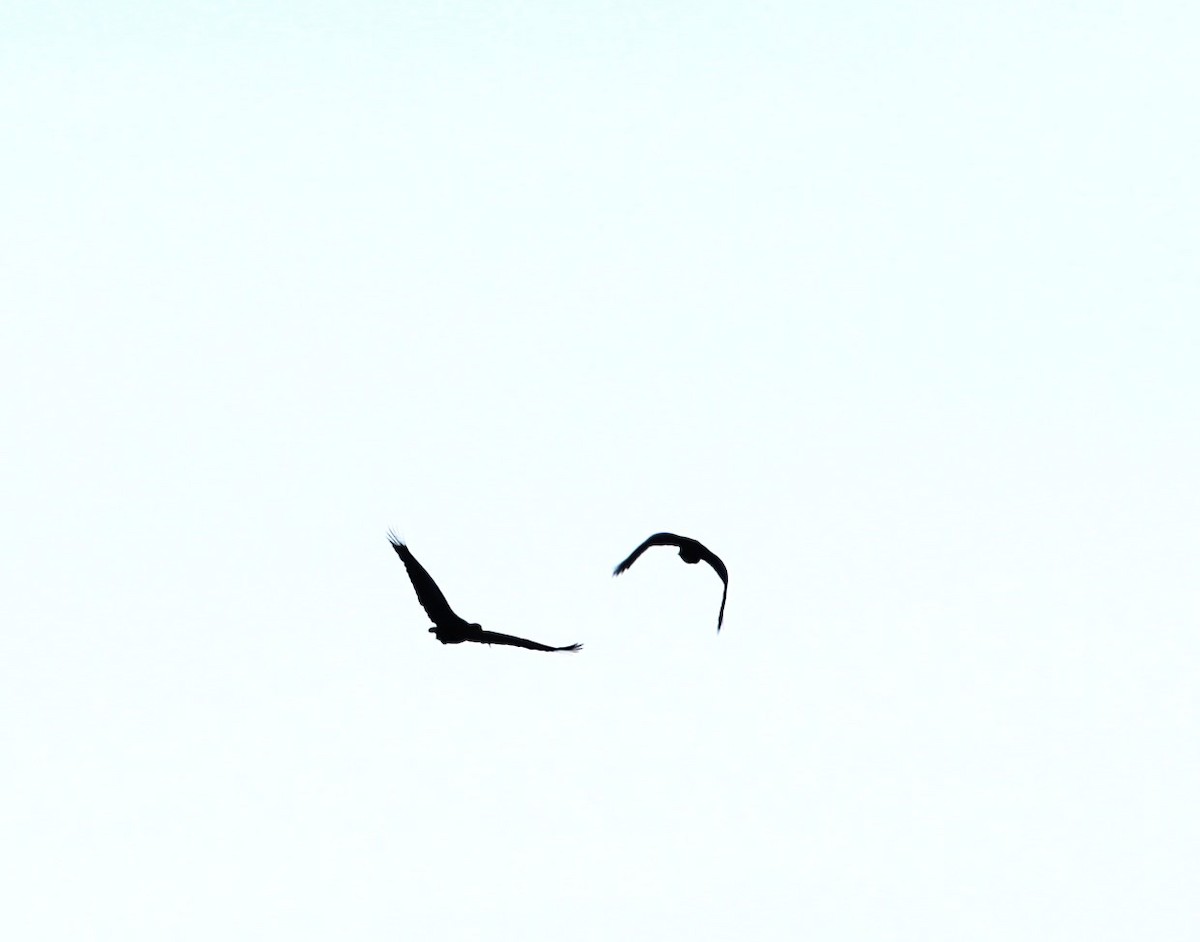 ibis olivový - ML585044871