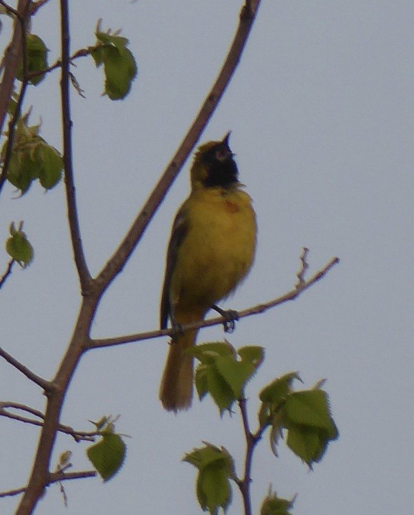 Orchard Oriole - ML585045121