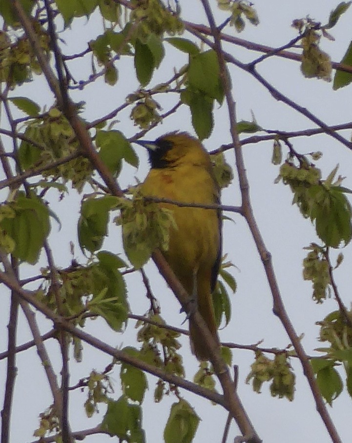 Orchard Oriole - ML585045421