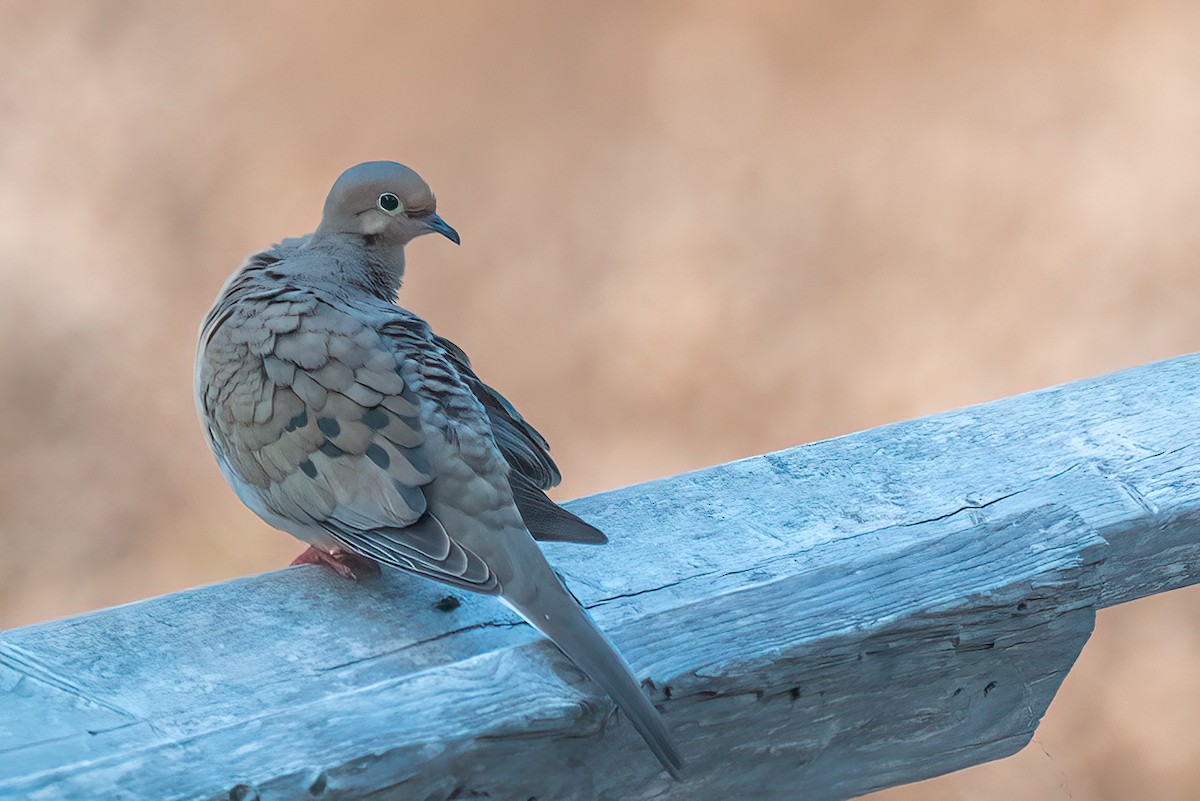 Mourning Dove - Kayann Cassidy