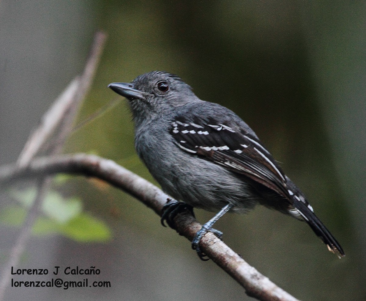 Spot-winged Antbird - Lorenzo Calcaño