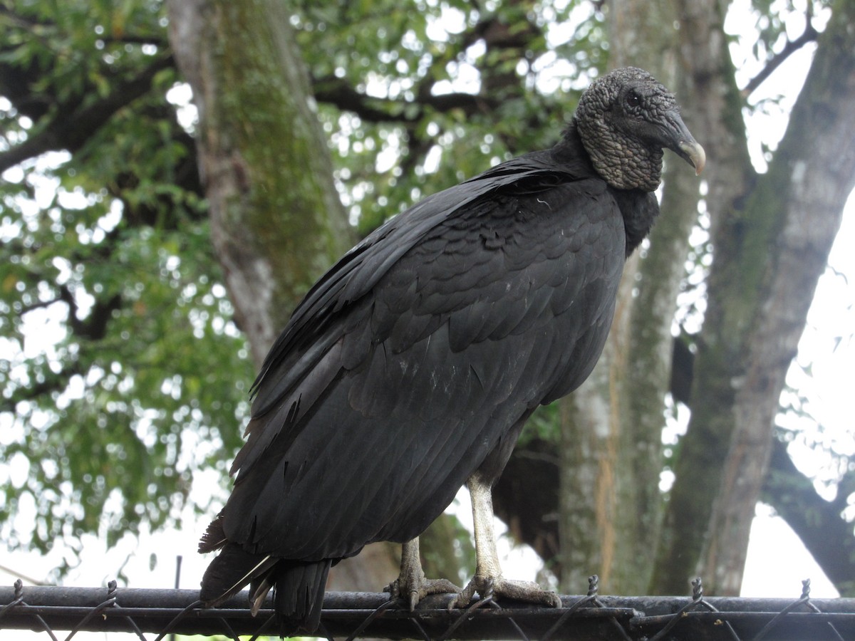 Black Vulture - ML58504791