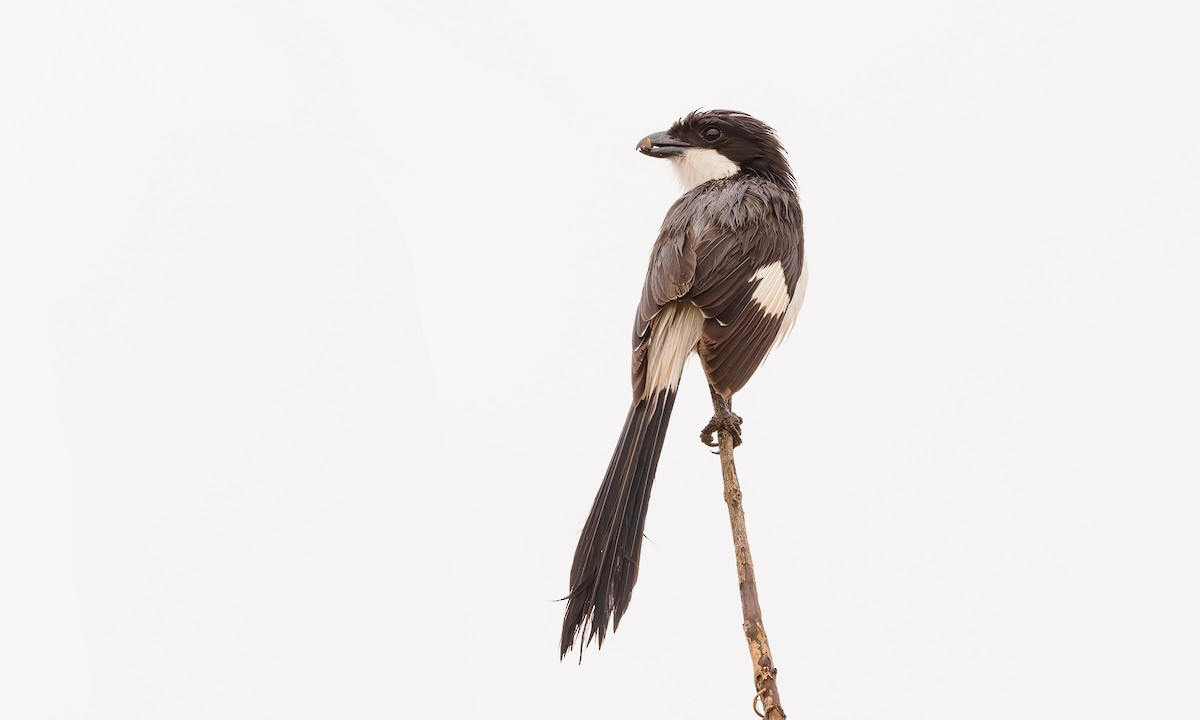 Long-tailed Fiscal - ML585053171