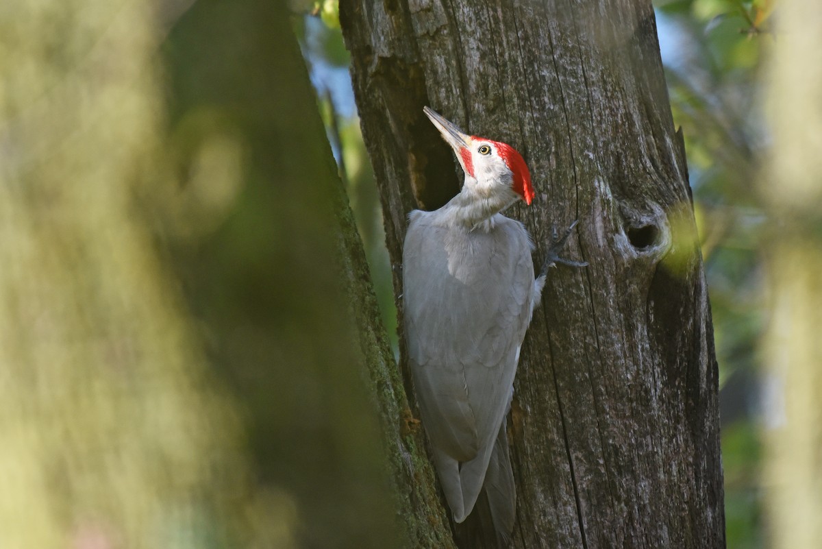 Pileated Woodpecker - ML58505411