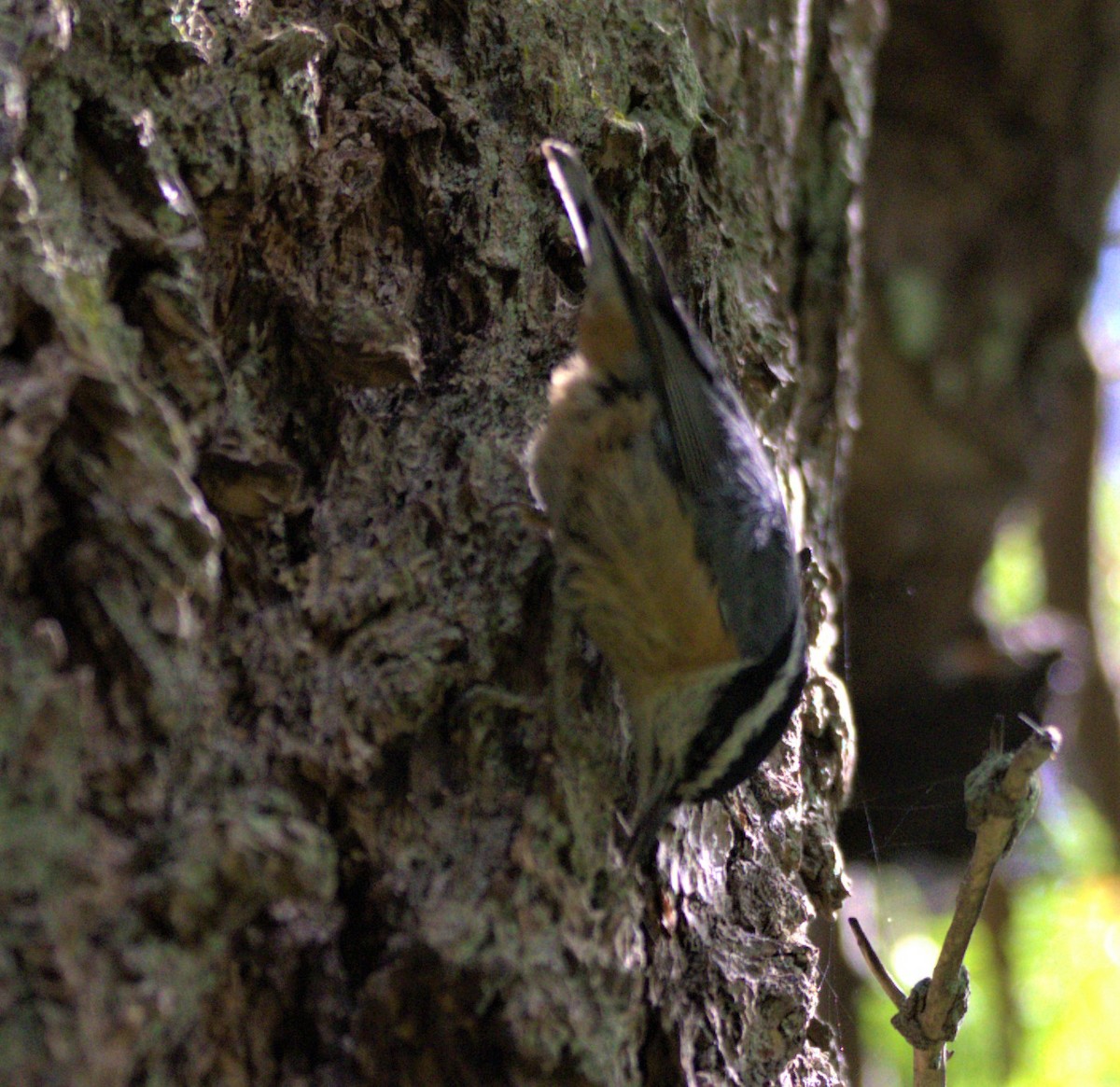 Red-breasted Nuthatch - ML585060411