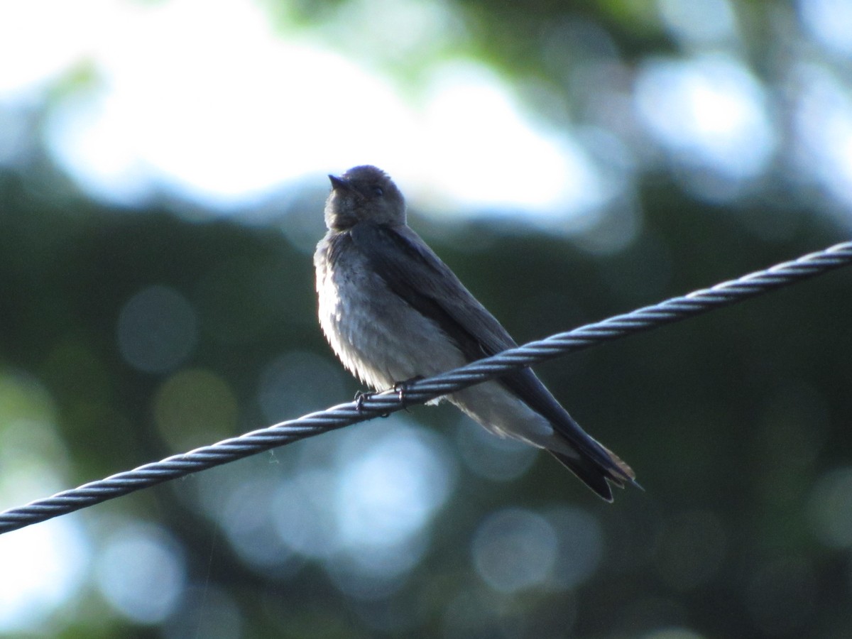 Northern Rough-winged Swallow - ML58506141
