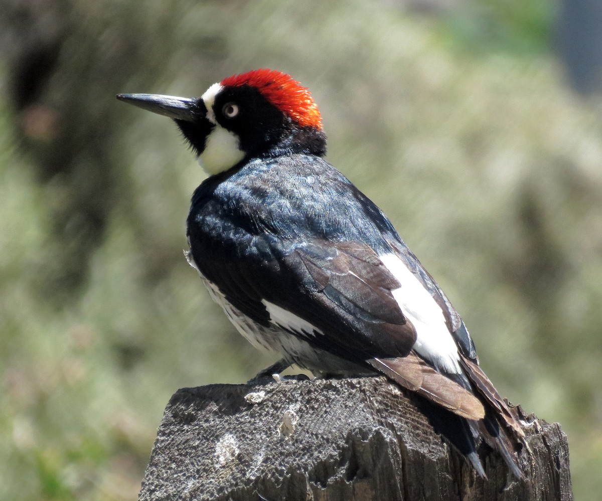 Acorn Woodpecker - ML58506171